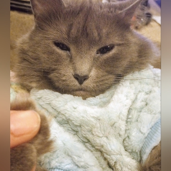 Meet your Posher, Hillary - Picture 2 of 3